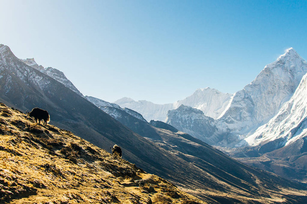 ヤク山、ネパールで体重を運ぶ - 写真・画像