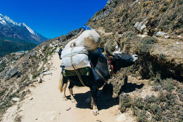Yaks carrying weight in Nepal - 写真・画像