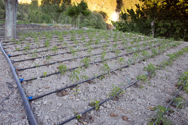 Fechar sistema de irrigação por gotejamento. Sistema de irrigação por gotejamento com economia de água usado em um campo de tomate
. - Foto, Imagem