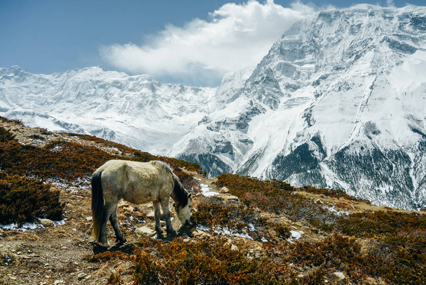 Horse eating grass on Himalayas in Nepal - Photo, Image