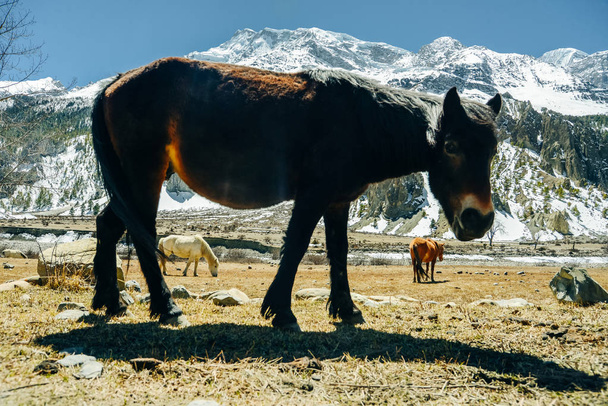 brown horse in the mountains of Nepal - Photo, Image