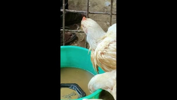 Hühner im Käfig, die Wasser nehmen, um sich von der extremen Hitze des Sommertages zu erholen. Indien. Asien. Mai 2019. - Filmmaterial, Video