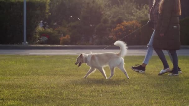 Dwie koleżanki chodzenie duży pies na zewnątrz w parku miejskim tle słoneczny dzień wiosny. Faceless dziewcząt dzieje się na trawnik miejski trawy z zwierząt domowych na ołowiu. Koncepcja ochrony przed hodowlą przyjaźni - Materiał filmowy, wideo