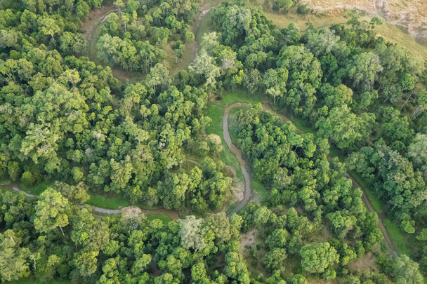 Saftig grünes Laub am Ufer eines Flusses der Mara in der Masai Mara, Kenia. Drohnenschuss aus der Vogelperspektive. - Foto, Bild