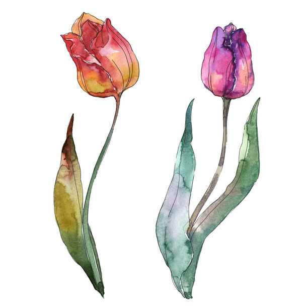 Tulips floral botanical flowers. Watercolor background set. Isolated tulips illustration element. - Foto, Imagem