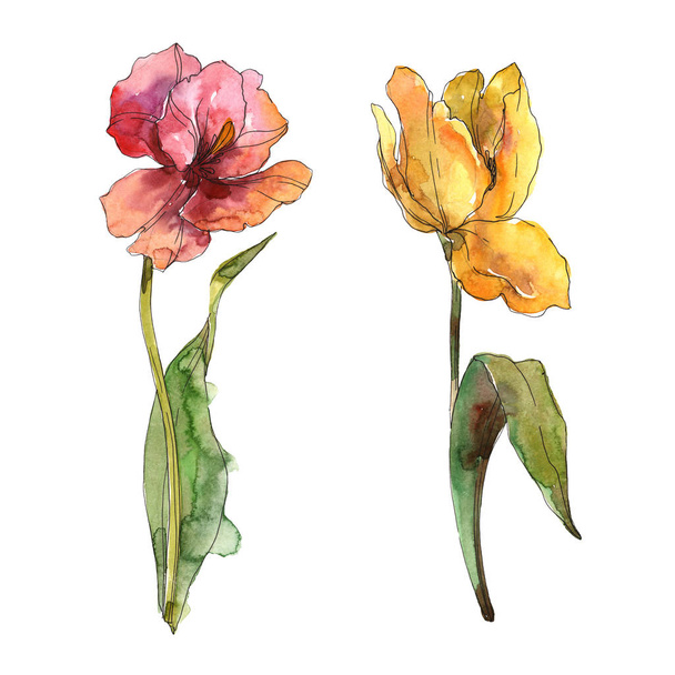 Tulpen blühende botanische Blumen. Aquarell Hintergrund Set vorhanden. isolierte Tulpen Illustrationselement. - Foto, Bild