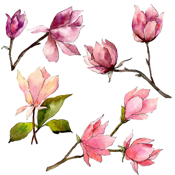 Pink magnolia floral botanical flowers. Watercolor background illustration set. Isolated magnolia illustration element. - Fotó, kép
