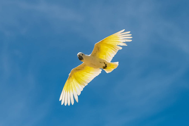 Goldener Sittich, Guaruba Guarouba, schöner gelber Vogel fliegt - Foto, Bild