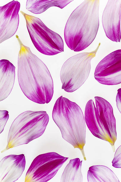 dahlia petals on white - Foto, Bild