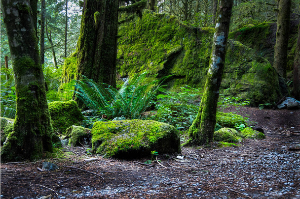 Rocce ricoperte di muschio nella vecchia foresta di crescita
 - Foto, immagini