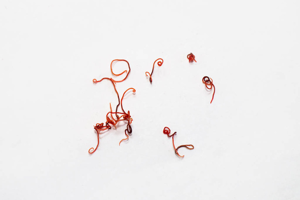 gusanos parásitos rojos sobre un fondo blanco. Helmintos finos que viven en agua dulce
 - Foto, Imagen