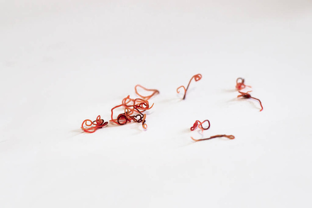 σκουλήκια κόκκινων παρασίτων σε λευκό φόντο. Λεπτές ελμινθών που ζουν σε γλυκό νερό - Φωτογραφία, εικόνα