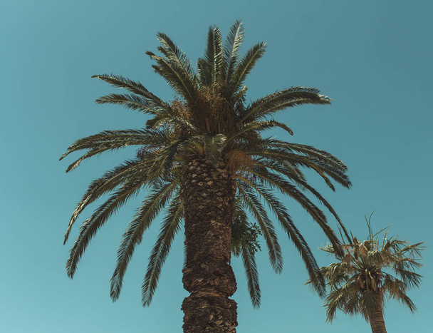 пальми на тлі блакитного неба
 - Фото, зображення