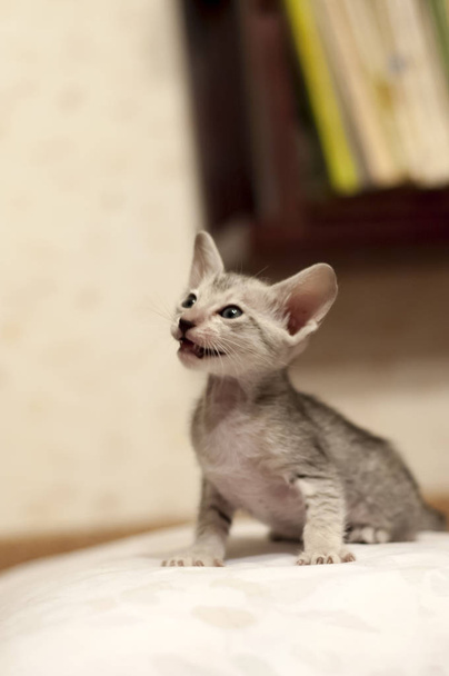Дымный египетский котенок с серыми глазами сидит на наполнителе портрета
 - Фото, изображение