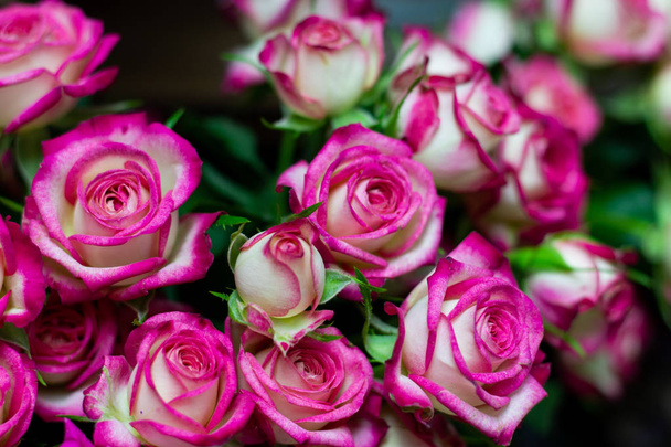 brillante arbusto rosa rosa primer plano fondo floral
 - Foto, imagen