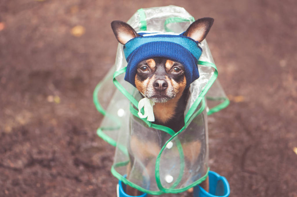 Porträt eines kreativen Hundes mit Hut und Regenmantel. Thema des Tages - Foto, Bild