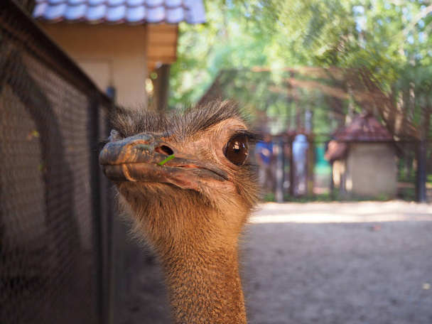 Bliska portret strusia z zielonej trawy w dziób, Struthio camelus kobiecej głowy i szyi na tle podwórku ptaka.  - Zdjęcie, obraz