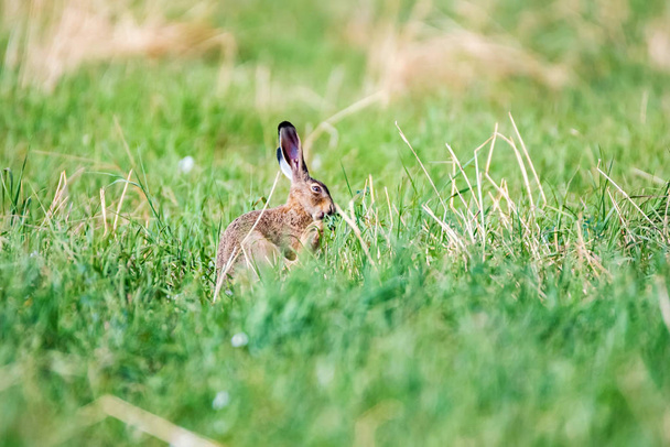 警告ヨーロッパのウサギやレプス・エウロパスは牧草地に座っています - 写真・画像