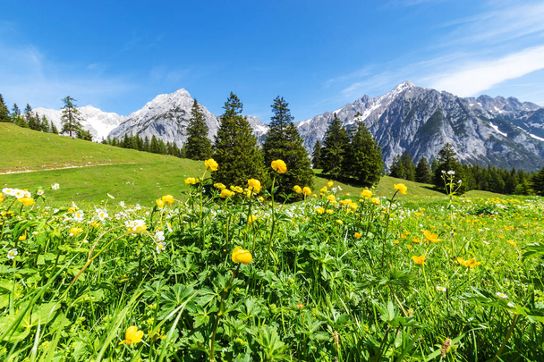 Alpler sarı çiçeklerle manzaraya sahiptir. Yaz dağ manzarası - Fotoğraf, Görsel