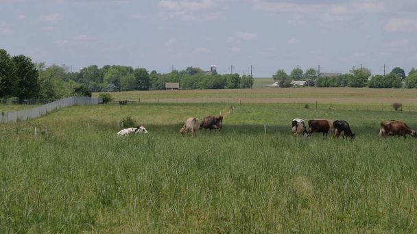 A Herd of Cows Grazing in a Amish Farm Field - Fotografie, Obrázek