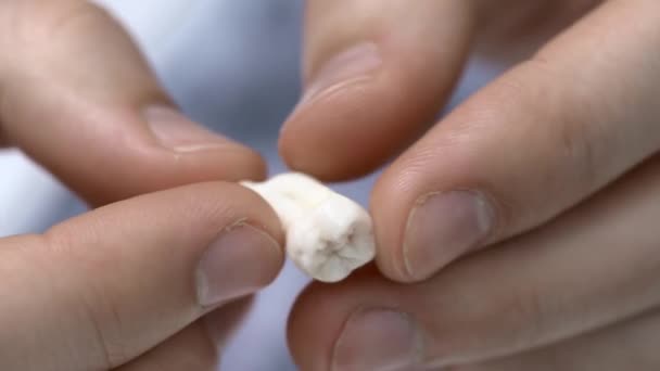 Pohled closeup na bílém molární zub v mužských rukách - Záběry, video