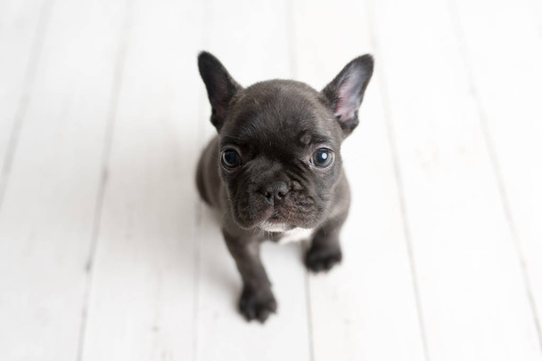 Portrait of French bulldog puppy, frenchie, adorable dog on light white wood background - Fotoğraf, Görsel