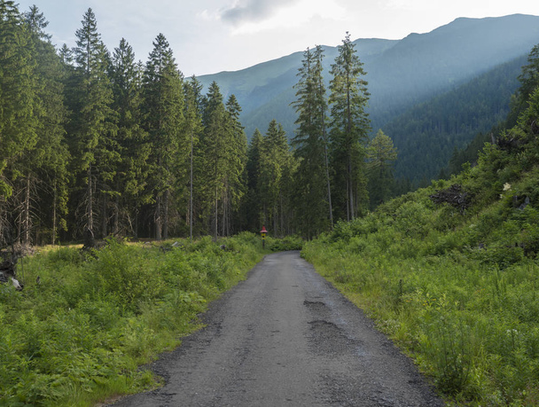 Camino de asfalto sendero de Ziarska dolina, hermosa naturaleza con césped verde exuberante, abetos y picos de montañas azules. Tatras occidental montañas, Rohace Eslovaquia, verano día soleado, fondo cielo azul
 - Foto, imagen