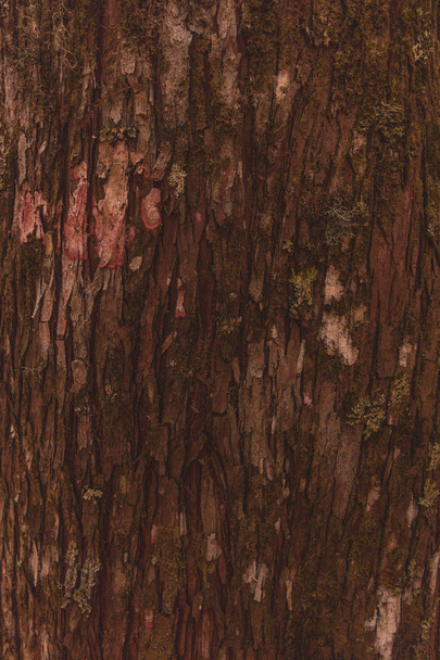 Textura de madera con musgo sobre pino en Sudamérica
 - Foto, imagen