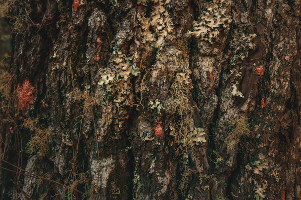 Wood texture with moss on pine tree in south america - Photo, Image