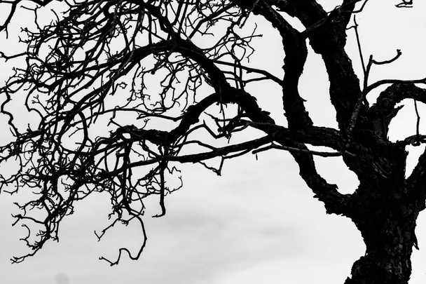 シルエット枯れ木、白い背景で隔離の分岐。木を背景の黒い枝。自然テクスチャ背景。グラフィック デザインおよび装飾用の木の枝。黒と白のシーンでアート.  - 写真・画像