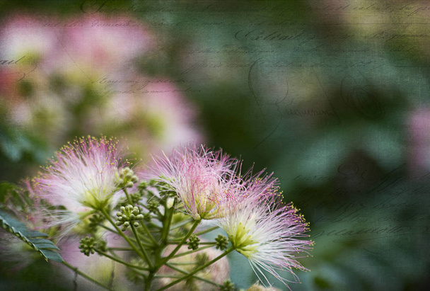 Hedvábné stromy mimózy růžové divoké květiny-Albizia julibrissin - Fotografie, Obrázek