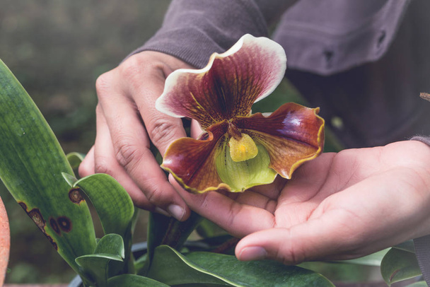 Greenhouse flower seedlings. Woman's hand holding an orchid. Paphiopedilum villosum - Фото, изображение