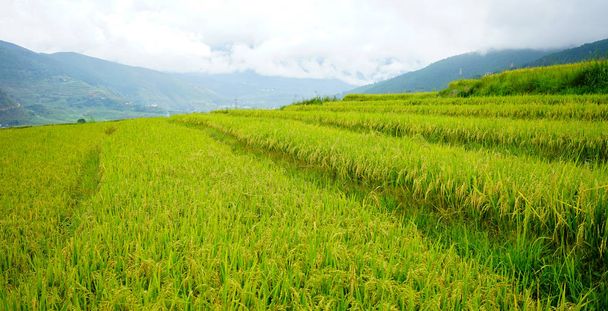 Teraszos mezőgazdasági terület rizsföldeken Bhután  - Fotó, kép