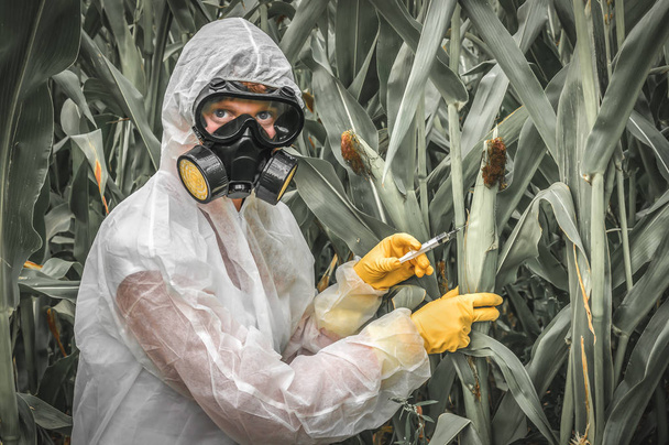 GMO scientist in coveralls genetically modifying corn (maize) - Fotó, kép