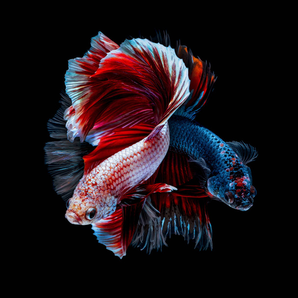 İçinde belgili tanımlık akvaryum daha iyi balık mücadele  - Fotoğraf, Görsel