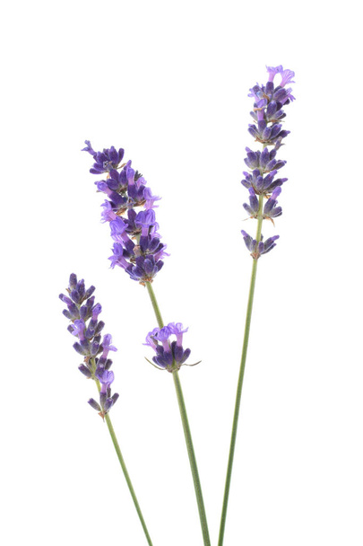 Lavender flowers parts closed up isolated on white - Photo, Image