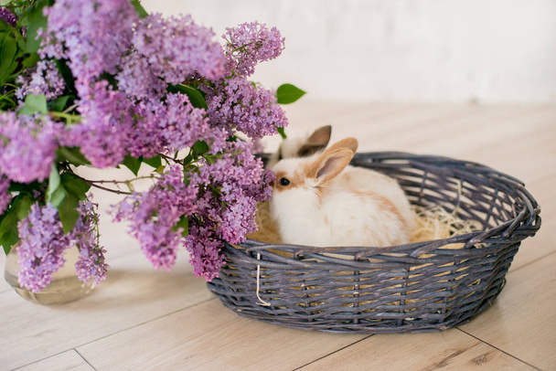rabbits with lilac  in a wicker basket on a light background - Zdjęcie, obraz