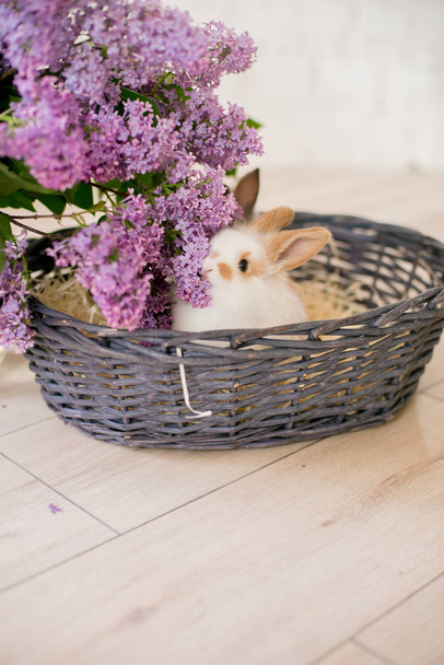 konijnen met lila in een rieten mand op een lichte achtergrond - Foto, afbeelding