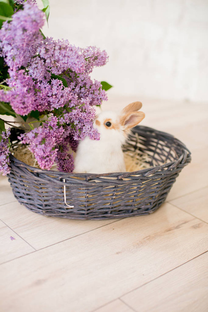 rabbits with lilac  in a wicker basket on a light background - Fotó, kép