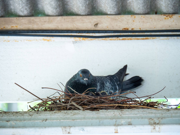  pigeon birds are sitting in a bird nest, Dov - Photo, Image
