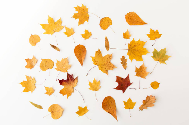 dry fallen autumn leaves on white background - Фото, зображення