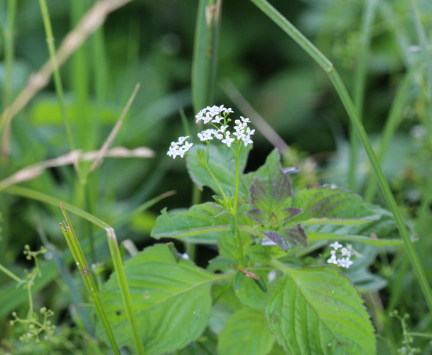 Galium palustre, the common marsh bedstraw or simply marsh-bedstraw flower - Photo, Image