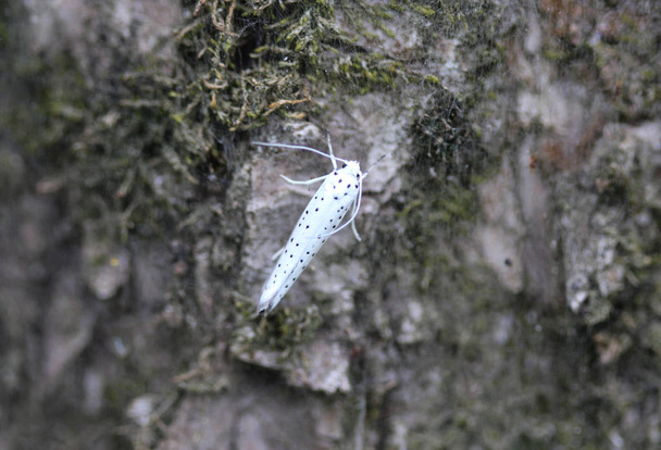 bird cherry ermine (Yponomeuta evonymella) day active moth on tree - Photo, Image