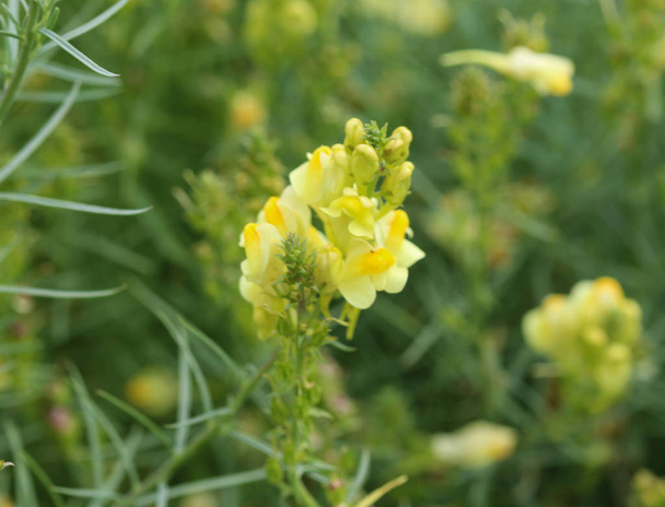Linaria vulgaris, names are common toadflax, yellow toadflax, or butter-and-eggs, blooming in the summer - Photo, Image