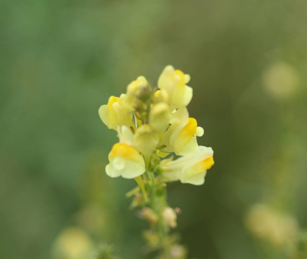 Linaria vulgaris, les noms sont le crapaud commun, le crapaud jaune, ou le beurre et les œufs, fleurissant en été
 - Photo, image