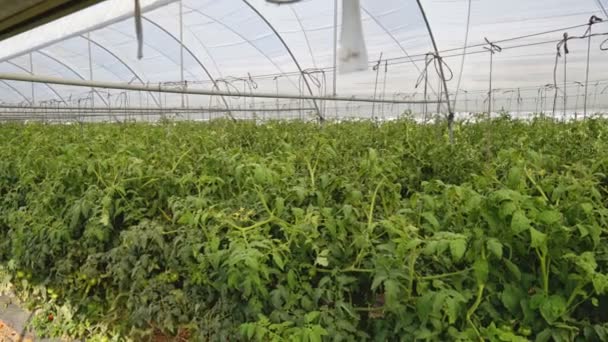 Φυτά ντομάτες καλλιέργεια στο εσωτερικό του θερμοκηπίου. - Πλάνα, βίντεο