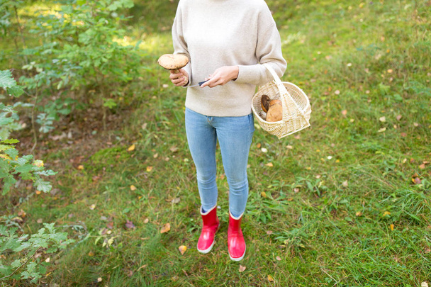 woman with basket picking mushrooms in forest - Fotografie, Obrázek