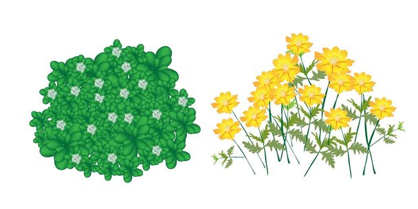 Illustration de plantes de jasmin et de fleurs de cosmos
 - Vecteur, image