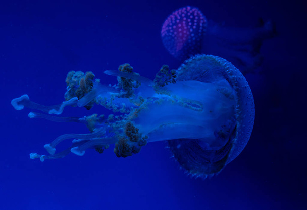 aquarium of jellyfish, fish, seaweed - Photo, Image
