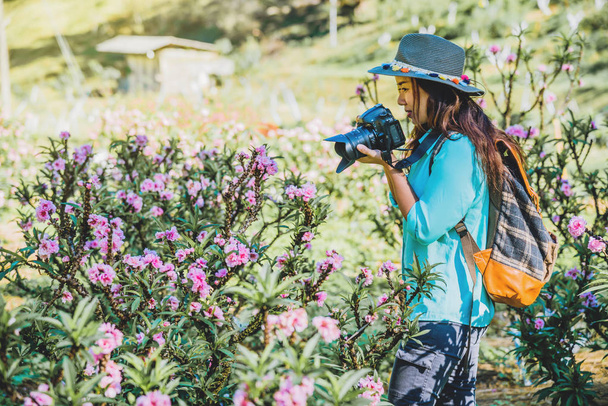 Cestování asijskou ženou přírodou. Cestování je v klidu. Stálá fotografování nádherných růžových meruňkové květiny v meruňkové zahradě. - Fotografie, Obrázek
